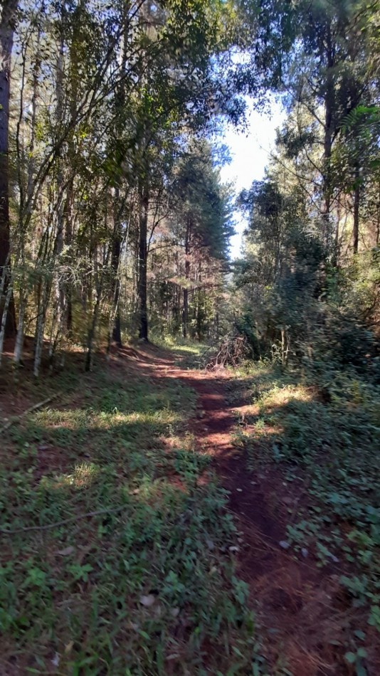 Venta campo con 160 ha de Pino taeda